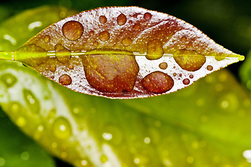 Image showing bamboo