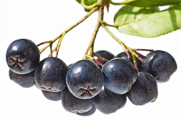 Image showing choke-berry,Aronia melanocarpa