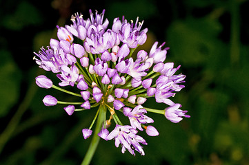 Image showing Allium tuberosum engl.