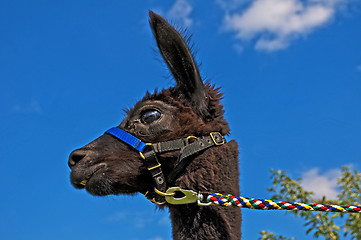 Image showing Alpaca, Vicugna pacos