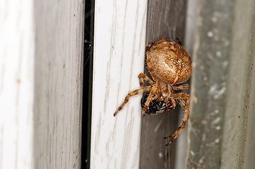 Image showing garden spider, Araneus diadematus female