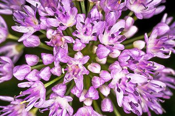 Image showing Allium tuberosum engl.