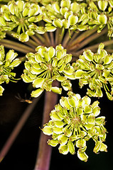 Image showing angelica, Angelica sylvestris