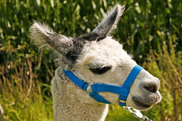 Image showing Alpaca, Vicugna pacos