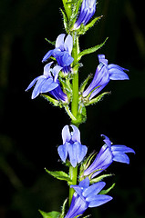 Image showing lobelia, medicinal plant of the American Indians