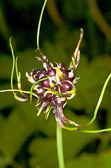 Image showing bulbil of garlic