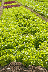 Image showing salad cultivation