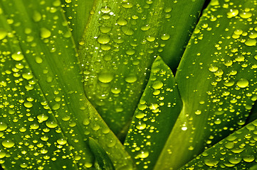 Image showing green with drops