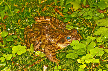 Image showing agile frog, Rana dalmatina