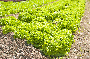 Image showing salad cultivation