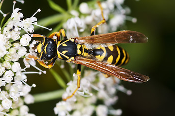 Image showing wasp, Paravespula vulgaris