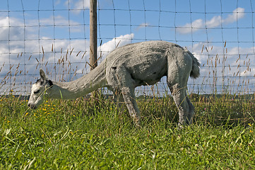 Image showing Alpaca, Vicugna pacos