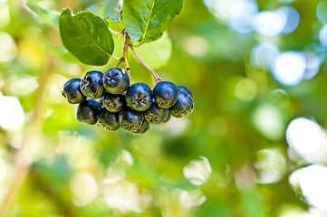 Image showing Aronia berry,Aronia melanocarpa