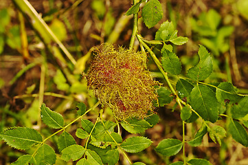 Image showing Bedeguar gall wasp, Diplolepis rosae