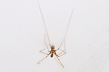 Image showing daddy longleg