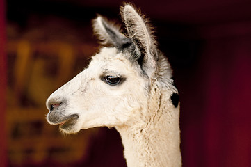 Image showing Alpaca, Vicugna pacos