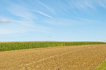 Image showing field of corn