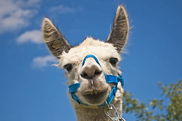 Image showing Alpaca, Vicugna pacos