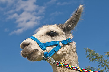 Image showing Alpaca, Vicugna pacos