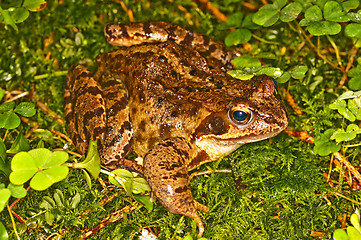 Image showing agile frog, Rana dalmatina