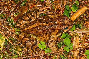 Image showing agile frog, Rana dalmatina