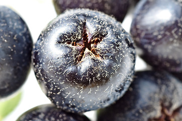 Image showing choke-berry,Aronia melanocarpa