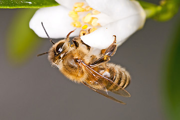 Image showing bee on lemon