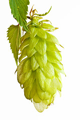 Image showing hops