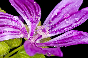 Image showing mallow, medicinal plant with raindrops