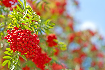 Image showing rowan berry