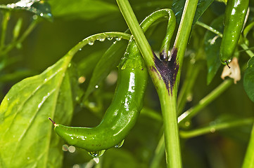 Image showing chili with raindrops