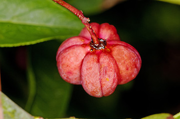 Image showing European spindle tree