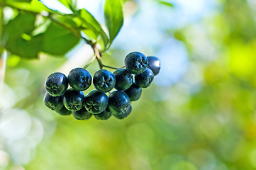 Image showing Aronia berry,Aronia melanocarpa