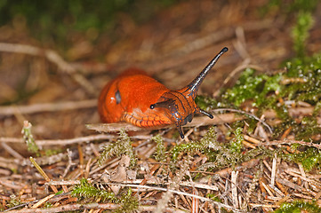 Image showing snail, Arion rufus