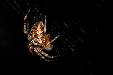 Image showing garden spider, Araneus diadematus