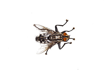 Image showing fly, Sarcophaga carnaria L.