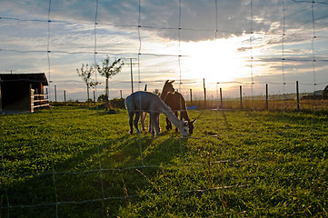 Image showing Alpaca, Vicugna pacos