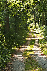 Image showing Forest in summer