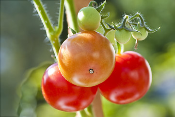 Image showing tomato plant with ripe and unripe fruits