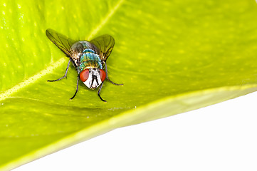 Image showing green fly, Lucilia caesar
