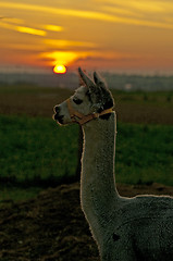 Image showing Alpaca, Vicugna pacos