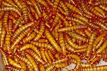 Image showing flour worm