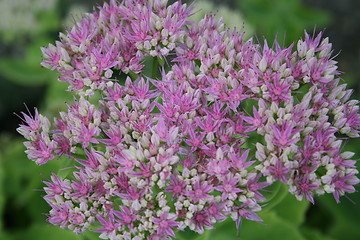 Image showing Sedum flower