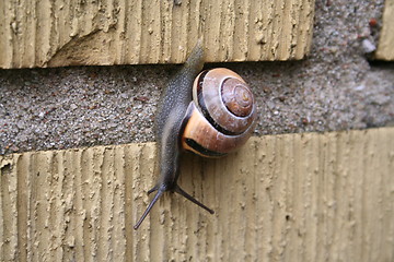 Image showing Snail with house