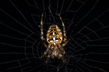 Image showing garden spider, Araneus diadematus