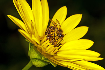 Image showing bee on yellow flower