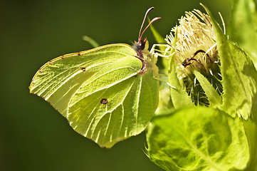 Image showing brimstone butterfly, Gonepteryx rhamni