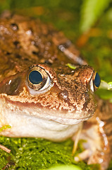 Image showing agile frog, Rana dalmatina