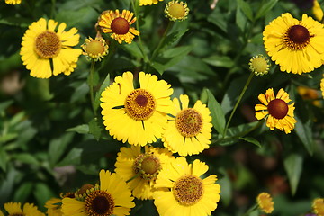 Image showing Yellow crysanthemum