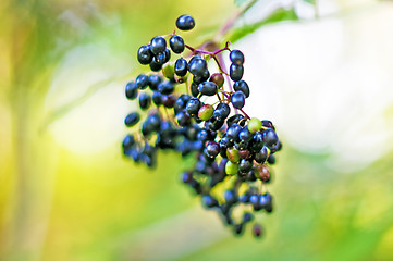 Image showing sambucus 